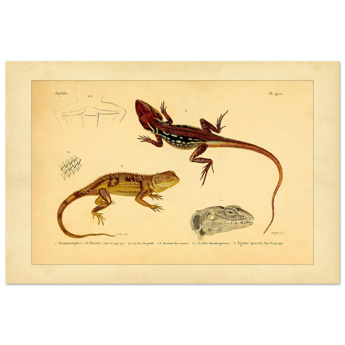 Grammatophora decresii und Dornechse: Illustrationen antiker Eidechsen (40x60 cm). Illustration zweier Eidechsen, einer Grammatophora decresii und einer Dornagame, mit anatomischen Details ihrer Schuppen und Köpfe.