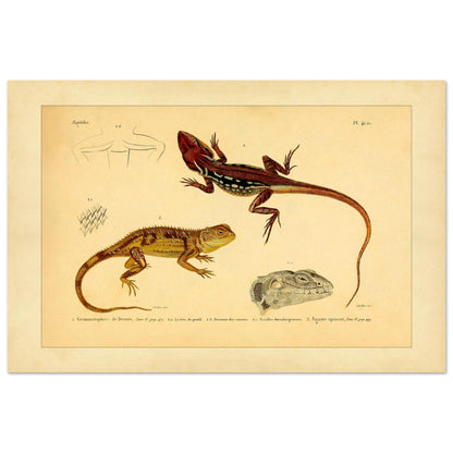 Grammatophora decresii und Dornechse: Illustrationen antiker Eidechsen (40x60 cm). Illustration zweier Eidechsen, einer Grammatophora decresii und einer Dornagame, mit anatomischen Details ihrer Schuppen und Köpfe.