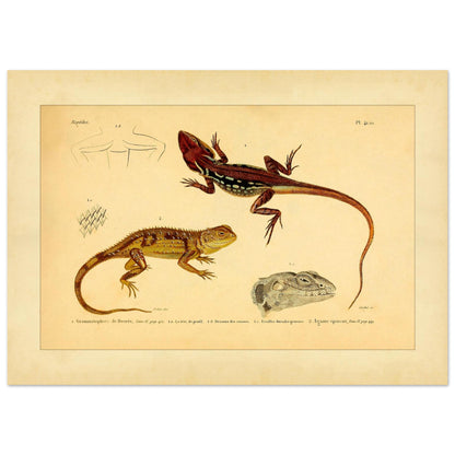 Grammatophora decresii und Dornechse: Illustrationen antiker Eidechsen (50x70 cm). Illustration zweier Eidechsen, einer Grammatophora decresii und einer Dornagame, mit anatomischen Details ihrer Schuppen und Köpfe.