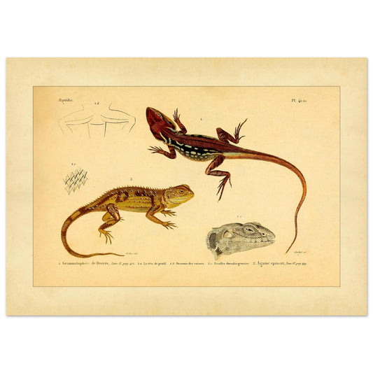 Grammatophora decresii und Dornechse: Illustrationen antiker Eidechsen (50x70 cm). Illustration zweier Eidechsen, einer Grammatophora decresii und einer Dornagame, mit anatomischen Details ihrer Schuppen und Köpfe.