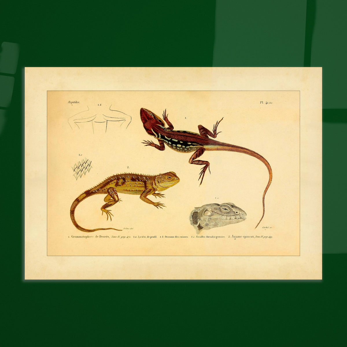 Grammatophora decresii und Dornechse: Illustrationen antiker Eidechsen. Illustration zweier Eidechsen, einer Grammatophora decresii und einer Dornagame, mit anatomischen Details ihrer Schuppen und Köpfe.