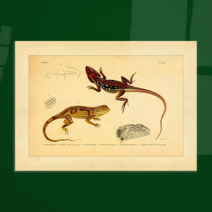 Grammatophora decresii und Dornechse: Illustrationen antiker Eidechsen. Illustration zweier Eidechsen, einer Grammatophora decresii und einer Dornagame, mit anatomischen Details ihrer Schuppen und Köpfe.