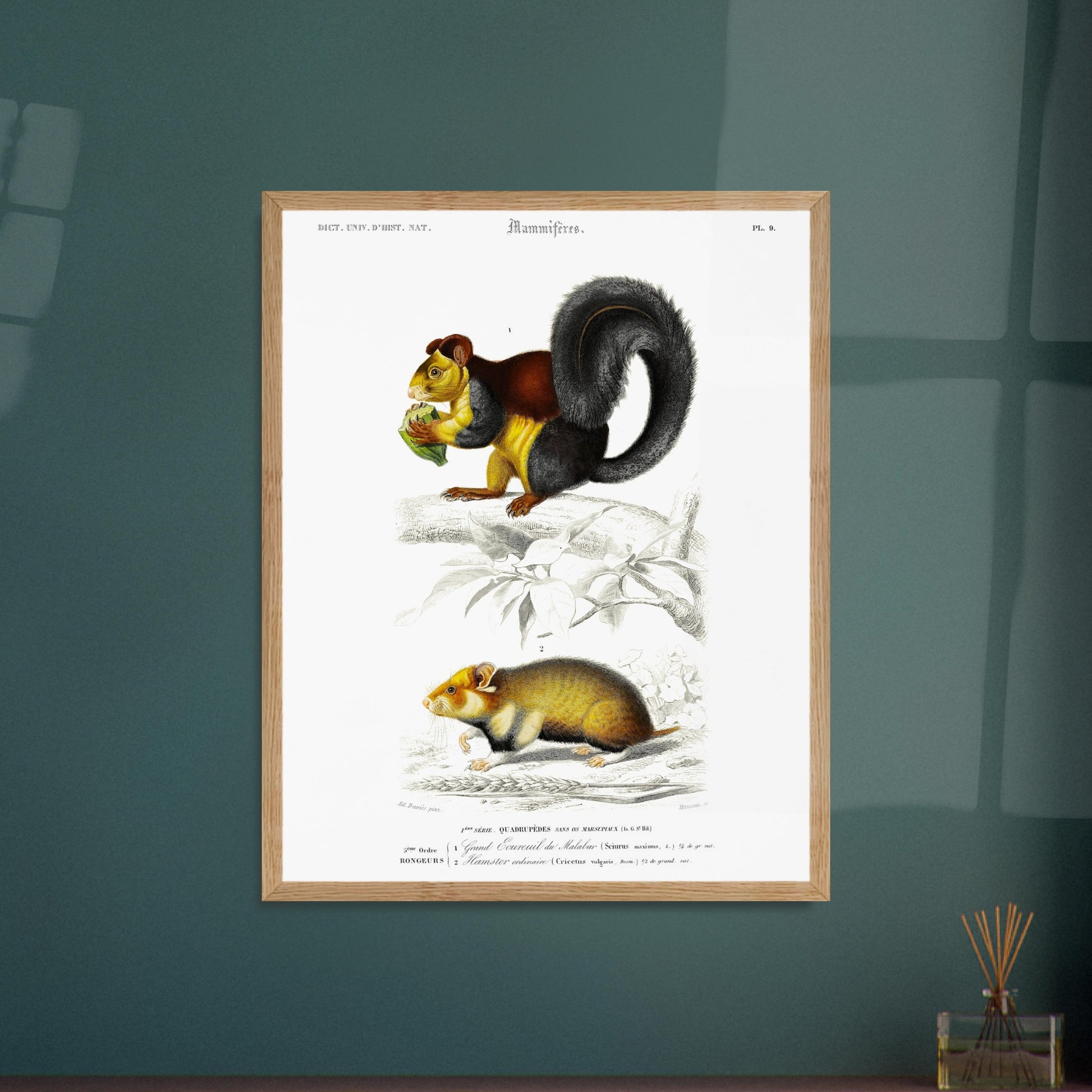Grand Écureuil du Malabar, Hamster ordinaire - illustration naturaliste du Dictionnaire Universel d'Histoire Naturelle de Charles d'Orbigny - image 52903163134285