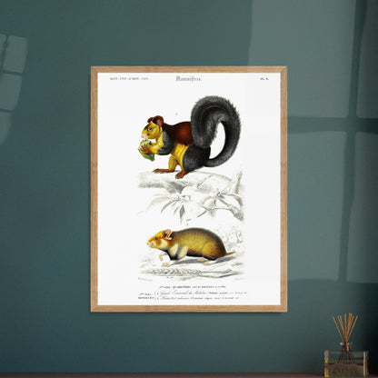Grand Écureuil du Malabar, Hamster ordinaire - illustration naturaliste du Dictionnaire Universel d'Histoire Naturelle de Charles d'Orbigny - image 52903163134285