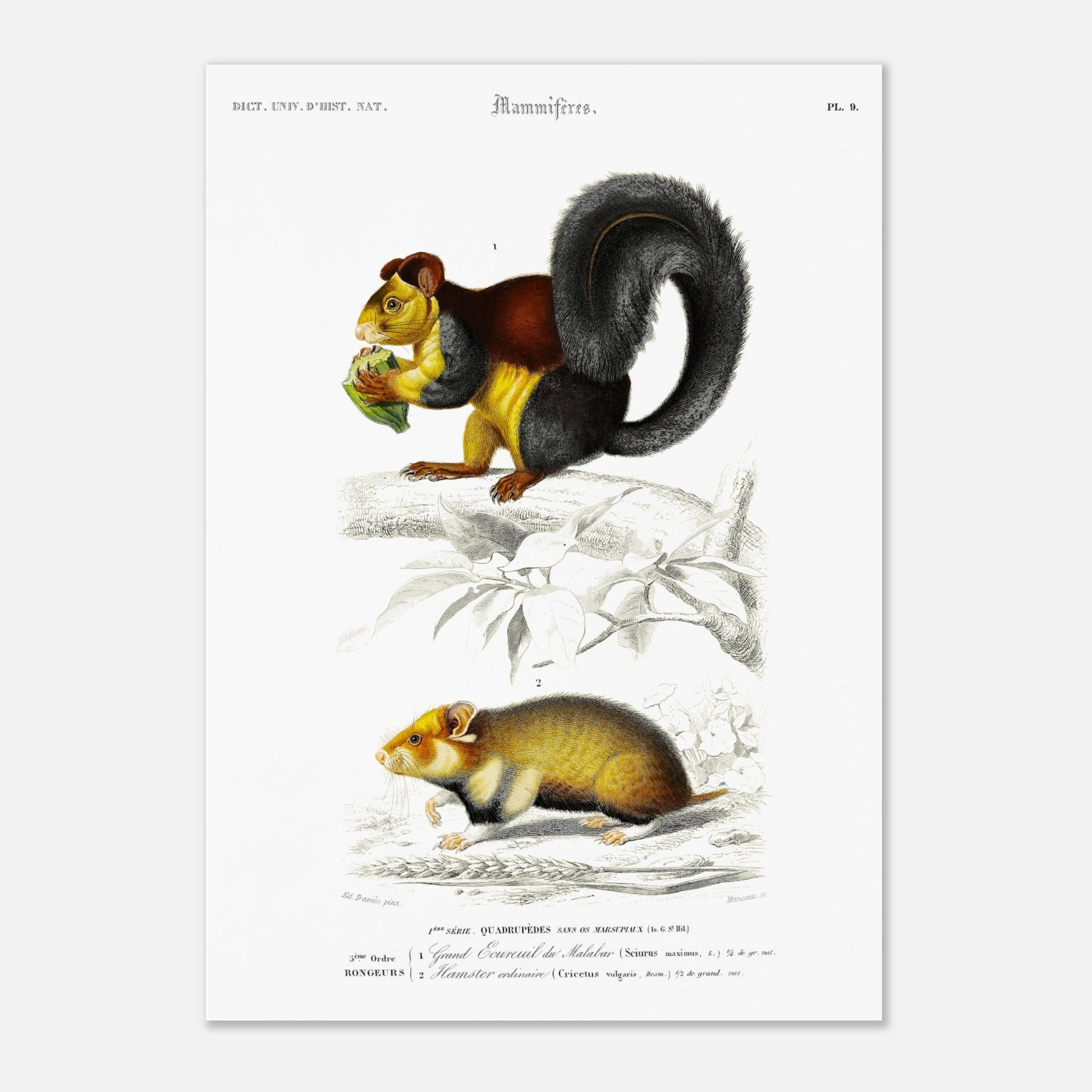 Grand Écureuil du Malabar, Hamster ordinaire - illustration naturaliste du Dictionnaire Universel d'Histoire Naturelle de Charles d'Orbigny - Taille 29,7x42 cm (A3)