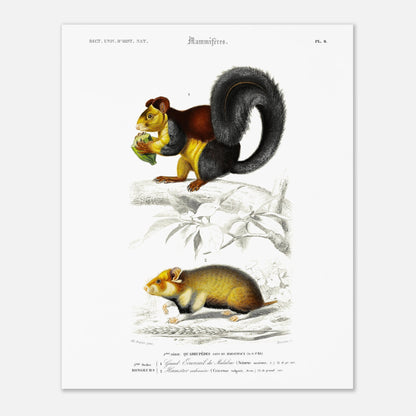 Grand Écureuil du Malabar, Hamster ordinaire - illustration naturaliste du Dictionnaire Universel d'Histoire Naturelle de Charles d'Orbigny - Taille 40x50 cm