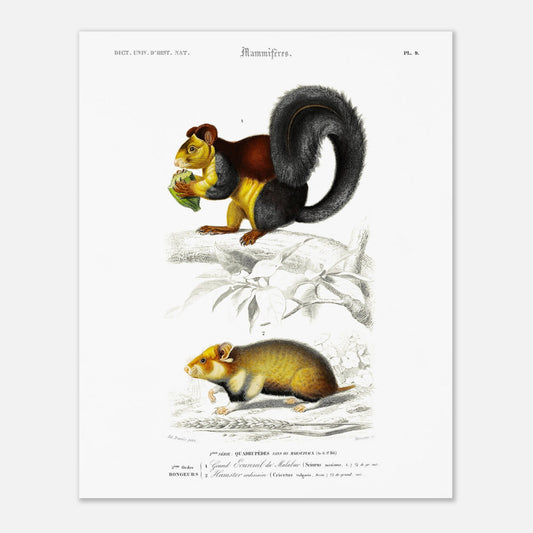 Grand Écureuil du Malabar, Hamster ordinaire - illustration naturaliste du Dictionnaire Universel d'Histoire Naturelle de Charles d'Orbigny - Taille 40x50 cm