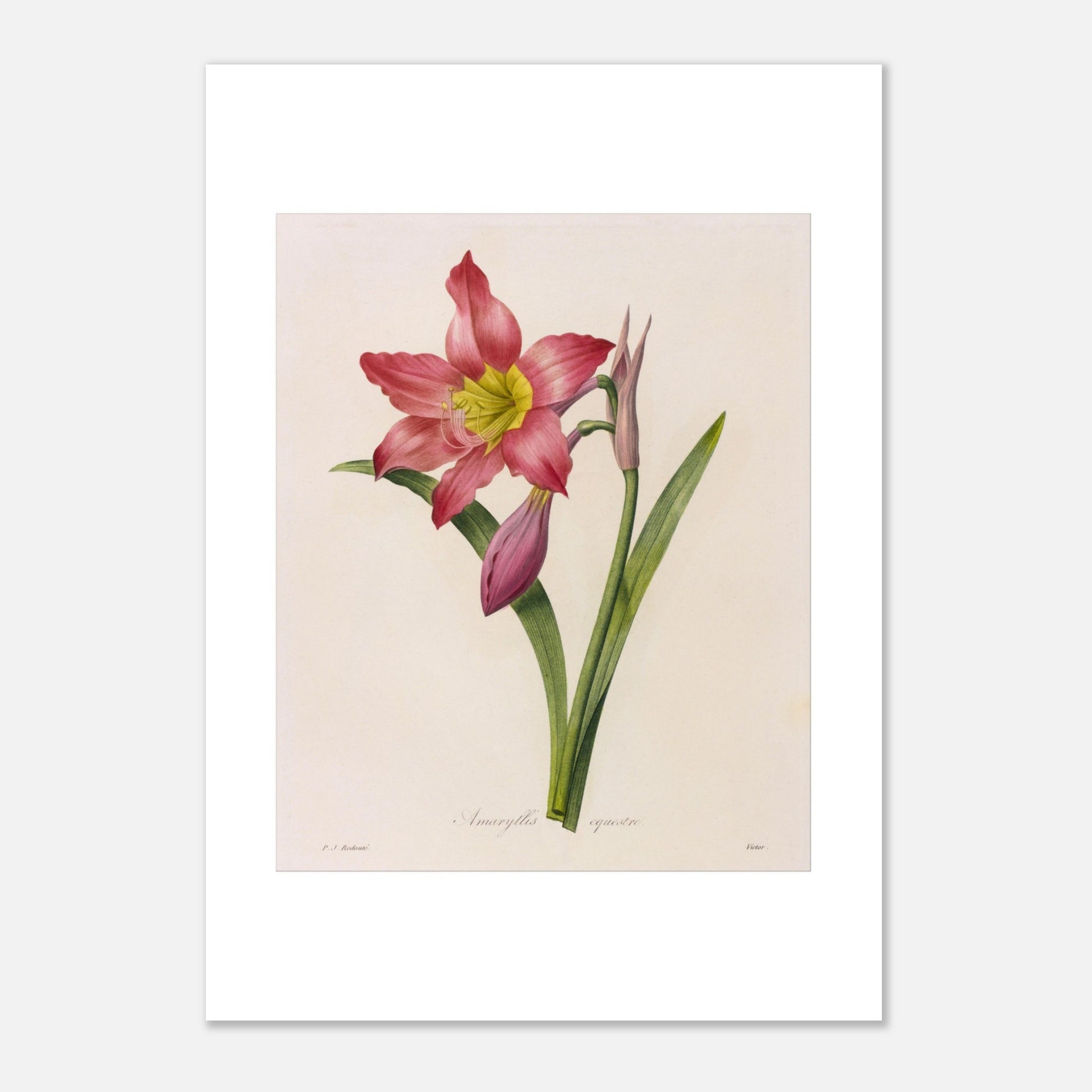 Gravure de l'Amaryllis Équestre par Pierre-Joseph Redouté (21x29,7 cm (A4)). Planche botanique vintage de l'Amaryllis Équestre par Pierre-Joseph Redouté, représentant une fleur rose, des boutons et des feuilles.