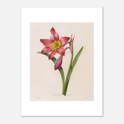 Gravure de l'Amaryllis Équestre par Pierre-Joseph Redouté (30x40 cm). Planche botanique vintage de l'Amaryllis Équestre par Pierre-Joseph Redouté, représentant une fleur rose, des boutons et des feuilles.