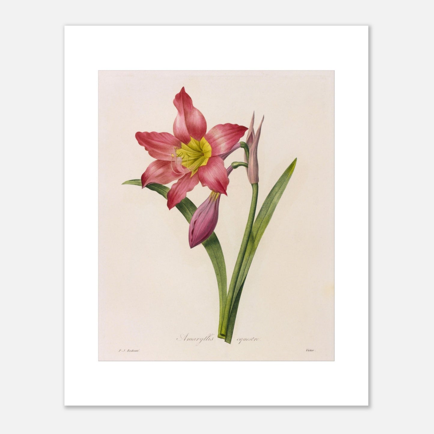 Gravure de l'Amaryllis Équestre par Pierre-Joseph Redouté (40x50 cm). Planche botanique vintage de l'Amaryllis Équestre par Pierre-Joseph Redouté, représentant une fleur rose, des boutons et des feuilles.