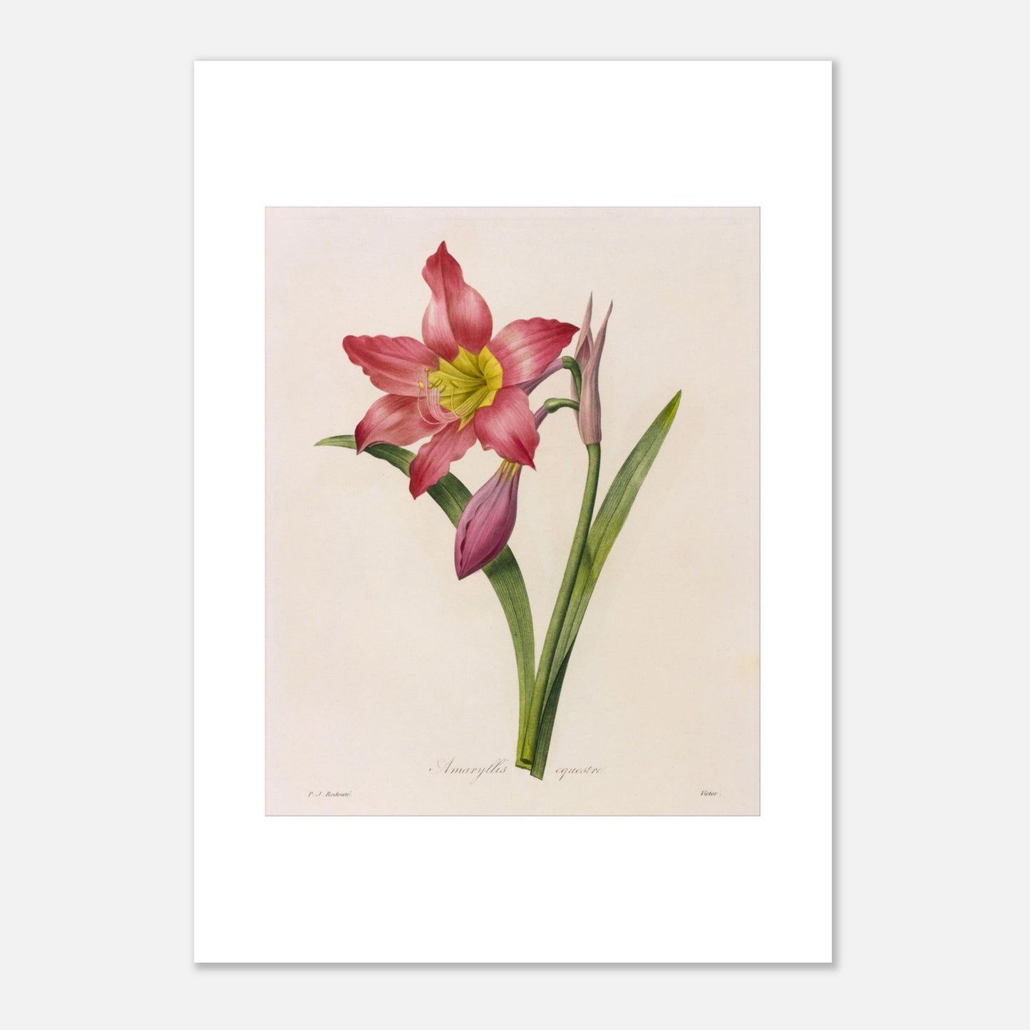 Gravure de l'Amaryllis Équestre par Pierre-Joseph Redouté (42x59,4 cm (A2)). Planche botanique vintage de l'Amaryllis Équestre par Pierre-Joseph Redouté, représentant une fleur rose, des boutons et des feuilles.