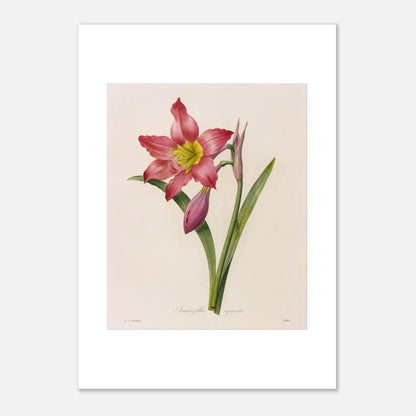 Gravure de l'Amaryllis Équestre par Pierre-Joseph Redouté (42x59,4 cm (A2)). Planche botanique vintage de l'Amaryllis Équestre par Pierre-Joseph Redouté, représentant une fleur rose, des boutons et des feuilles.