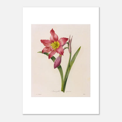 Gravure de l'Amaryllis Équestre par Pierre-Joseph Redouté (50x70 cm). Planche botanique vintage de l'Amaryllis Équestre par Pierre-Joseph Redouté, représentant une fleur rose, des boutons et des feuilles.