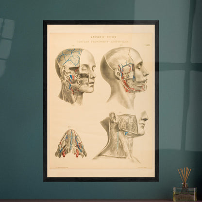 Gravure anatomique du cerveau et cavités crâniennes Anton Nuhn. Planche anatomique gravée par Anton Nuhn, offrant une vue détaillée des cavités crâniennes et des vaisseaux sanguins du cerveau.