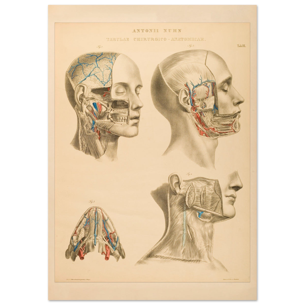 Gravure anatomique du cerveau et cavités crâniennes Anton Nuhn (21x29,7 cm (A4)). Planche anatomique gravée par Anton Nuhn, offrant une vue détaillée des cavités crâniennes et des vaisseaux sanguins du cerveau.
