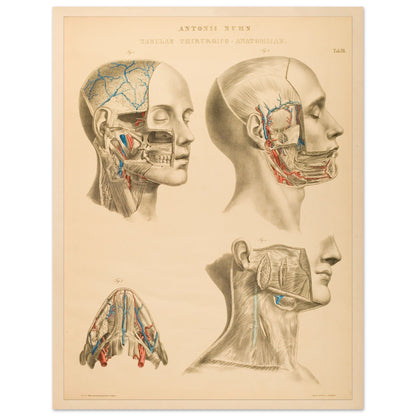 Gravure anatomique du cerveau et cavités crâniennes Anton Nuhn (27x35 cm). Planche anatomique gravée par Anton Nuhn, offrant une vue détaillée des cavités crâniennes et des vaisseaux sanguins du cerveau.