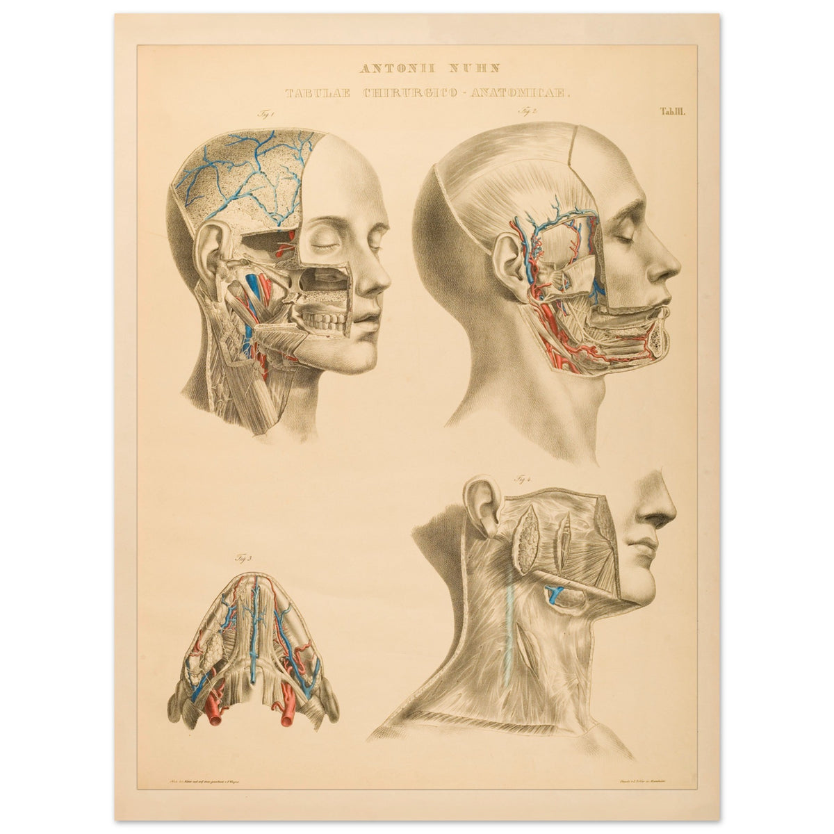 Gravure anatomique du cerveau et cavités crâniennes Anton Nuhn (30x40 cm). Planche anatomique gravée par Anton Nuhn, offrant une vue détaillée des cavités crâniennes et des vaisseaux sanguins du cerveau.