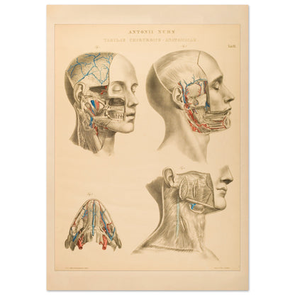 Gravure anatomique du cerveau et cavités crâniennes Anton Nuhn (42x59,4 cm (A2)). Planche anatomique gravée par Anton Nuhn, offrant une vue détaillée des cavités crâniennes et des vaisseaux sanguins du cerveau.