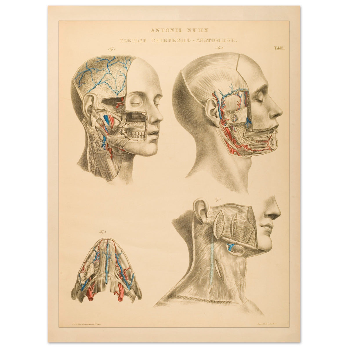 Gravure anatomique du cerveau et cavités crâniennes Anton Nuhn (60x80 cm). Planche anatomique gravée par Anton Nuhn, offrant une vue détaillée des cavités crâniennes et des vaisseaux sanguins du cerveau.