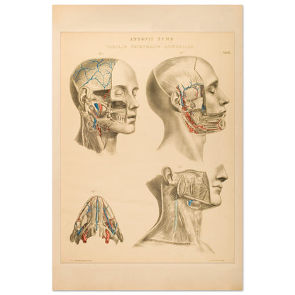 Gravure anatomique du cerveau et cavités crâniennes Anton Nuhn (60x90 cm). Planche anatomique gravée par Anton Nuhn, offrant une vue détaillée des cavités crâniennes et des vaisseaux sanguins du cerveau.