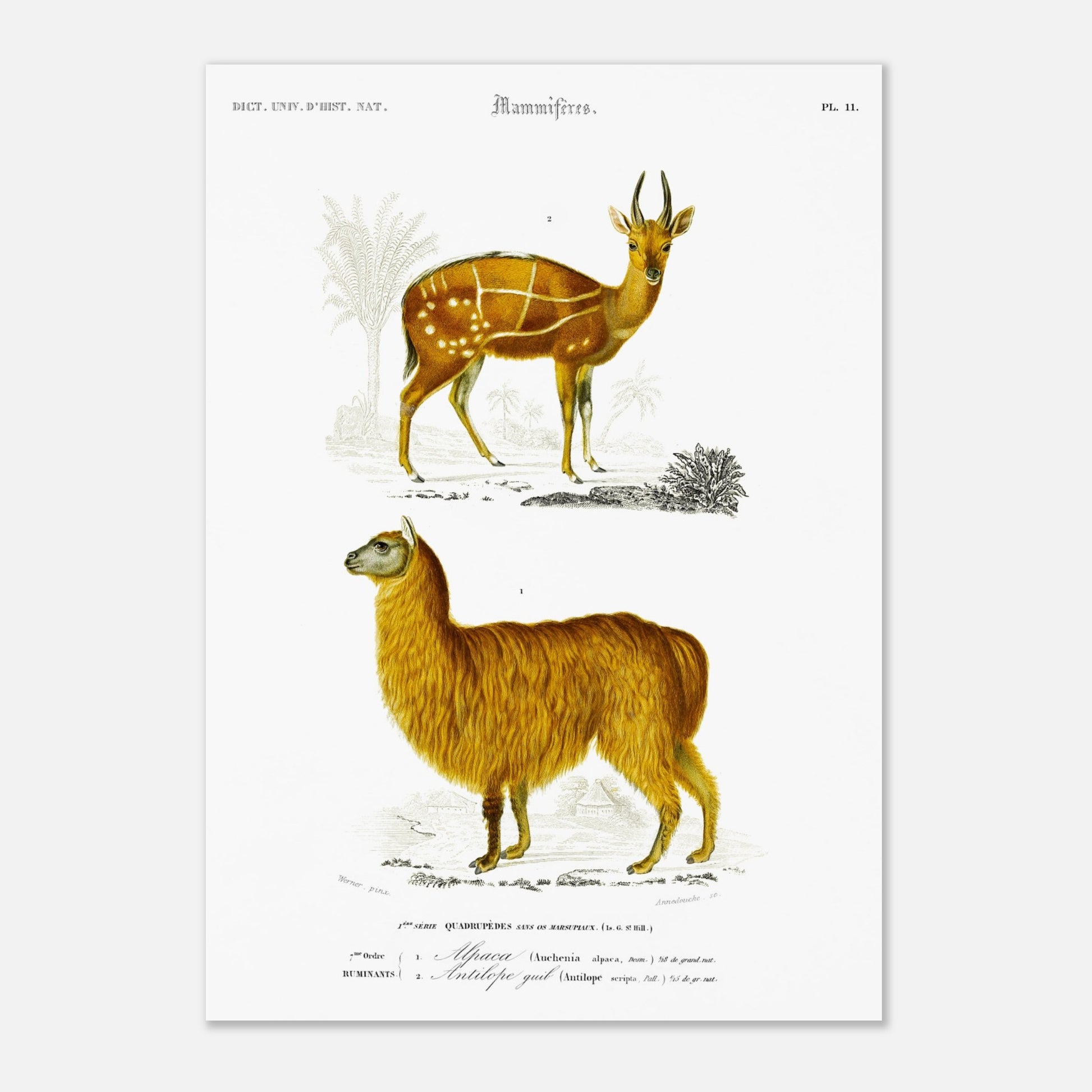 Gravure ancienne d'alpaga et antilope guib par Charles d'Orbigny (29,7x42 cm (A3)). Planche gravée du XIXe siècle représentant deux mammifères : en bas un alpaga jaune et en haut une antilope guib tachetée.
