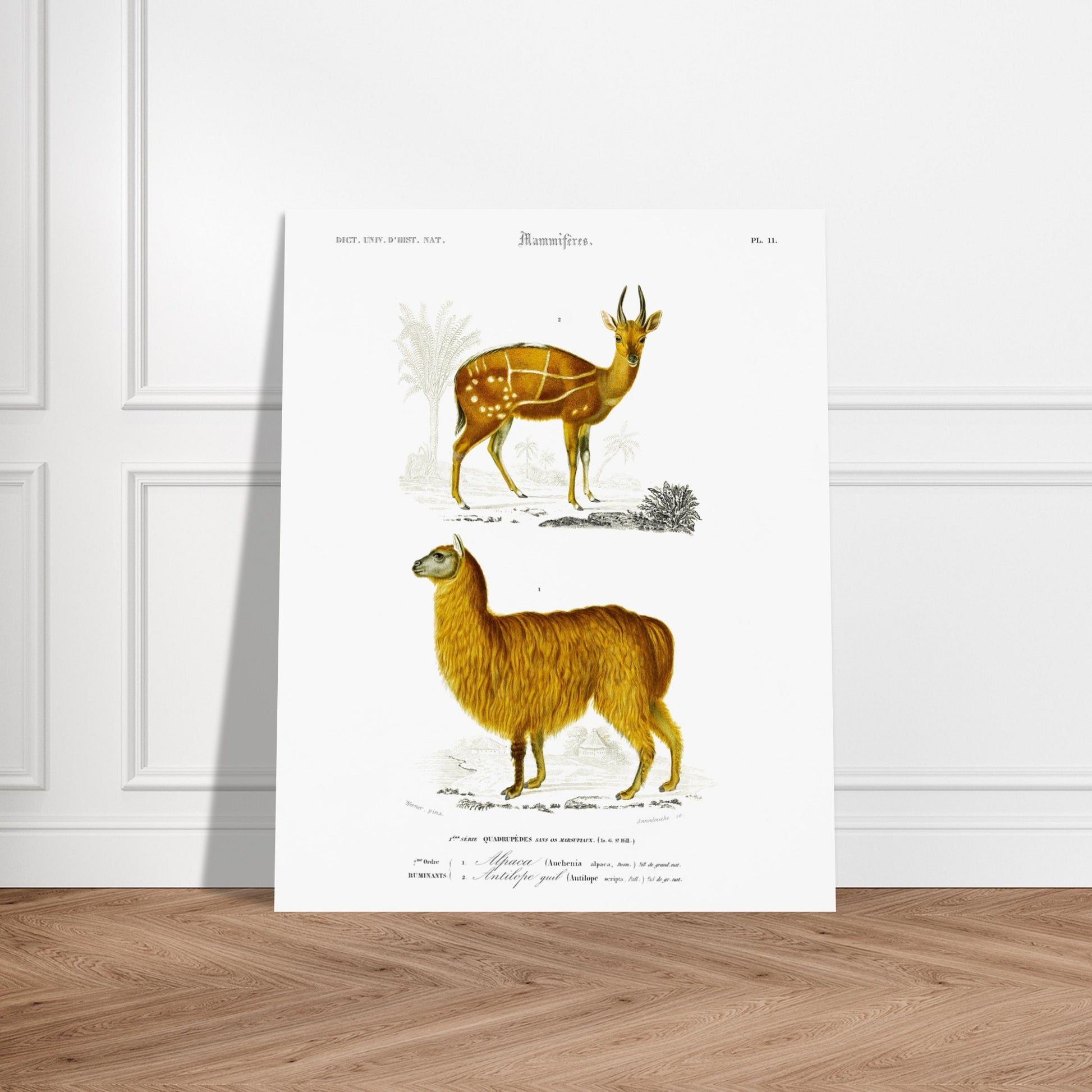 Gravure ancienne d'alpaga et antilope guib par Charles d'Orbigny. Planche gravée du XIXe siècle représentant deux mammifères : en bas un alpaga jaune et en haut une antilope guib tachetée. Image d'illustration 5