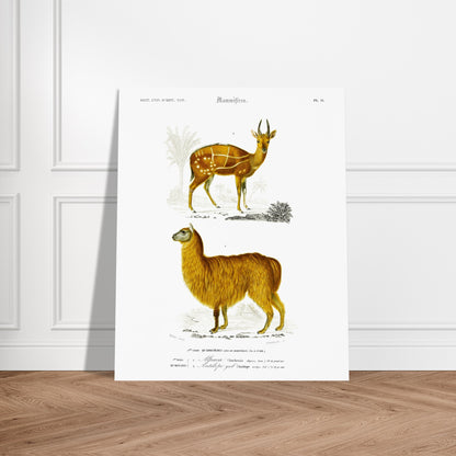 Gravure ancienne d'alpaga et antilope guib par Charles d'Orbigny. Planche gravée du XIXe siècle représentant deux mammifères : en bas un alpaga jaune et en haut une antilope guib tachetée. Image d'illustration 5