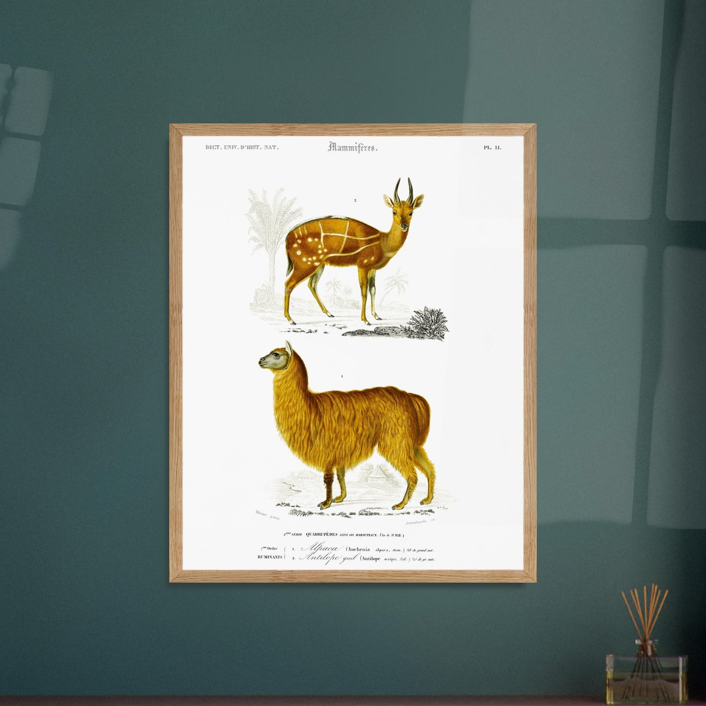 Gravure ancienne d'alpaga et antilope guib par Charles d'Orbigny. Planche gravée du XIXe siècle représentant deux mammifères : en bas un alpaga jaune et en haut une antilope guib tachetée. Image d'illustration 6