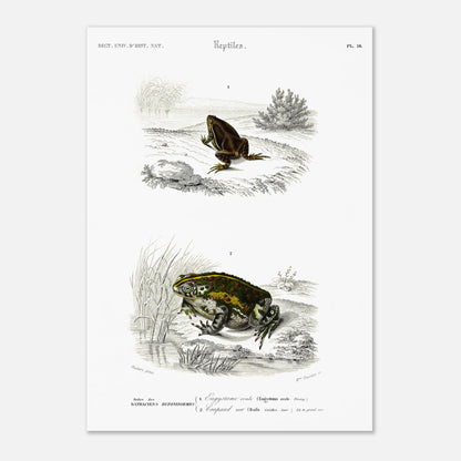 Gravure ancienne d'amphibiens : Engystome ovale par Charles d'Orbigny (29,7x42 cm (A3)). Planche scientifique illustrant deux amphibiens : une grenouille brune sur un sol rocailleux et une grenouille verte et tachetée près de roseaux.