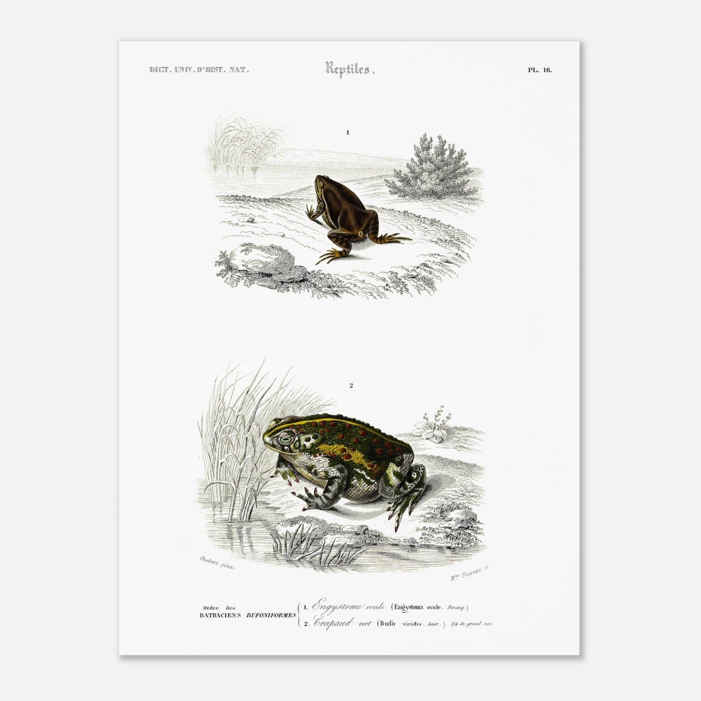 Gravure ancienne d'amphibiens : Engystome ovale par Charles d'Orbigny (30x40 cm). Planche scientifique illustrant deux amphibiens : une grenouille brune sur un sol rocailleux et une grenouille verte et tachetée près de roseaux.