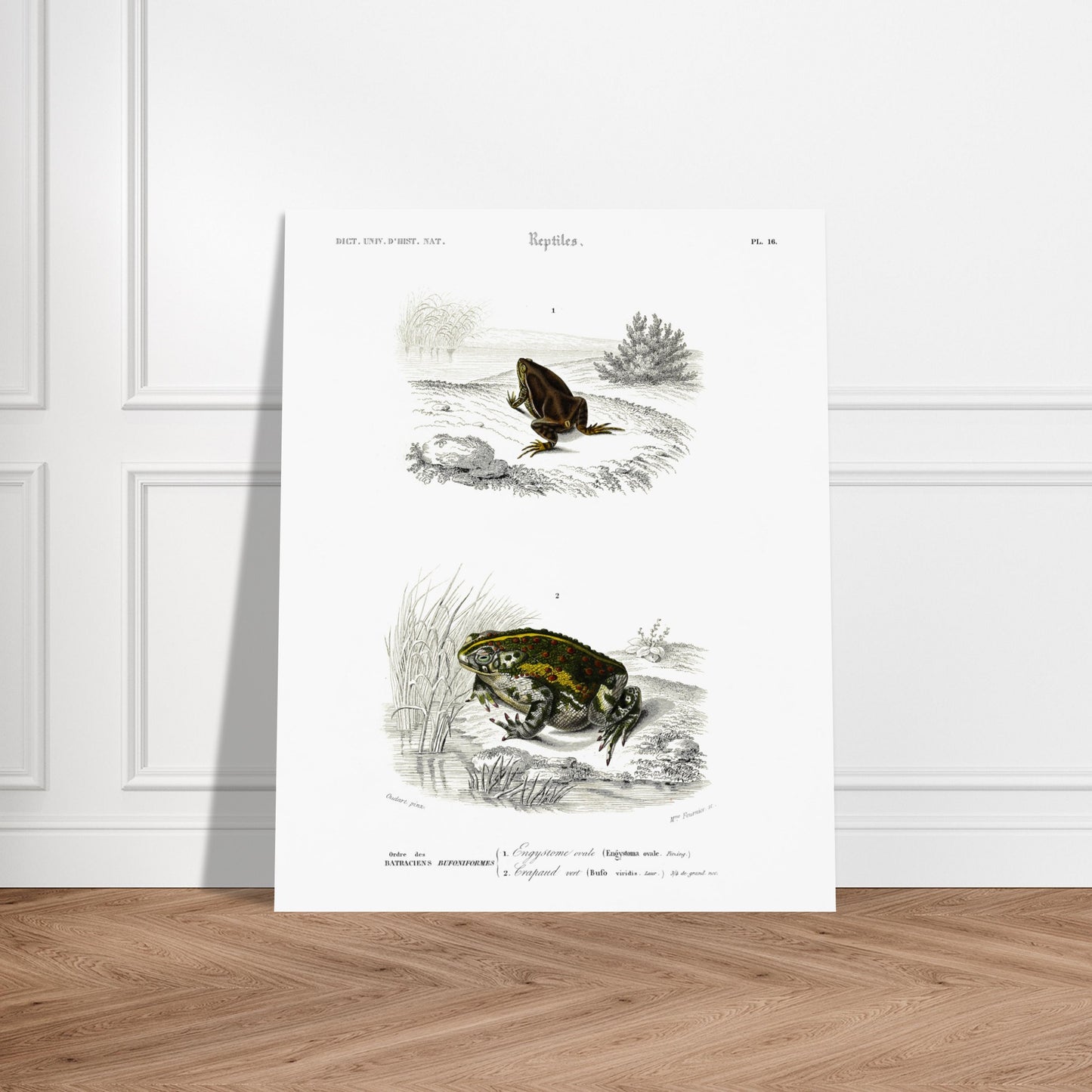 Gravure ancienne d'amphibiens : Engystome ovale par Charles d'Orbigny. Planche scientifique illustrant deux amphibiens : une grenouille brune sur un sol rocailleux et une grenouille verte et tachetée près de roseaux. Image d'illustration 5