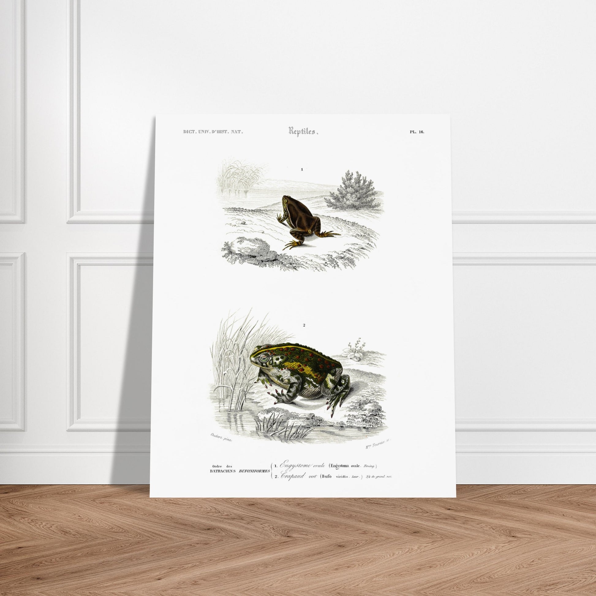 Gravure ancienne d'amphibiens : Engystome ovale par Charles d'Orbigny. Planche scientifique illustrant deux amphibiens : une grenouille brune sur un sol rocailleux et une grenouille verte et tachetée près de roseaux. Image d'illustration 5