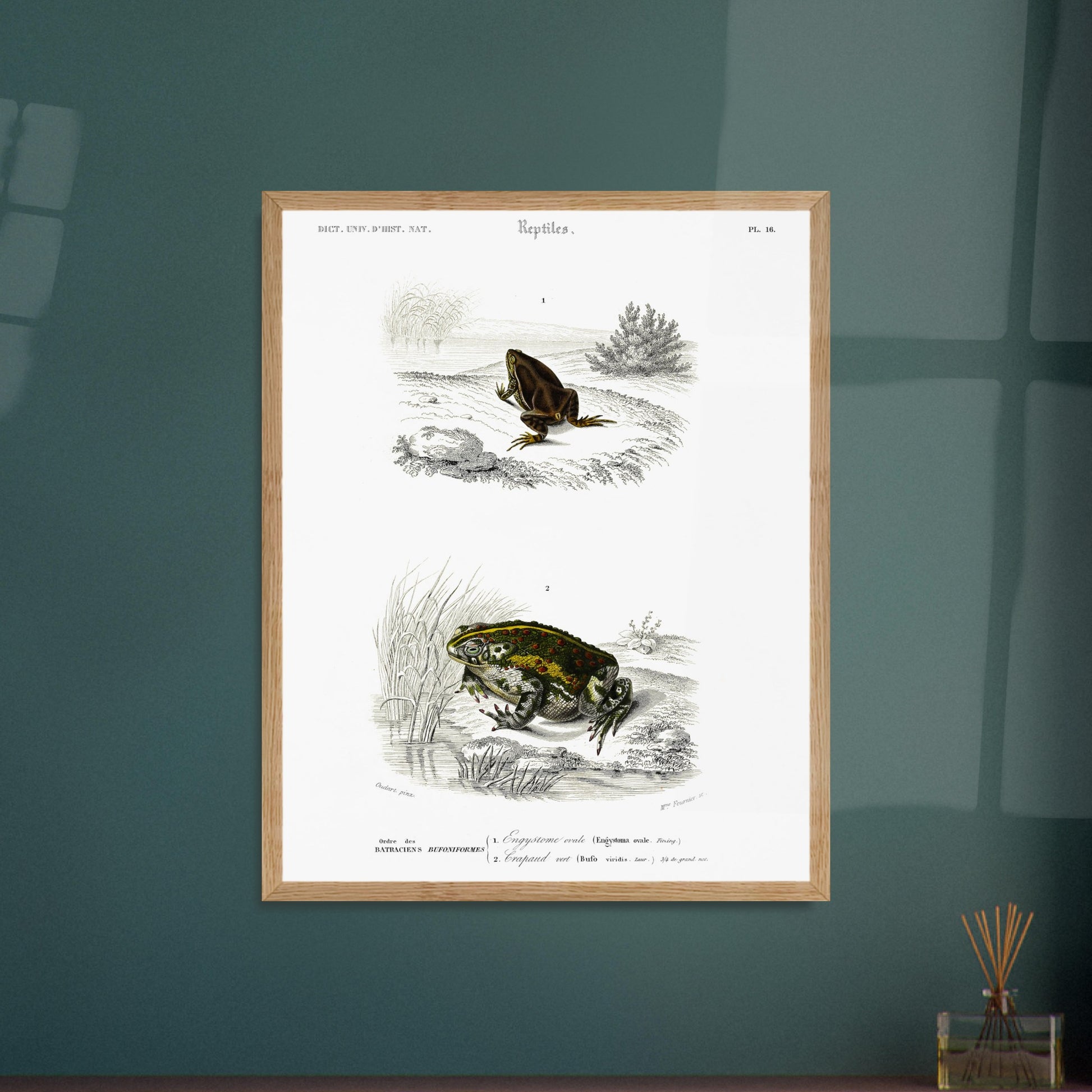 Gravure ancienne d'amphibiens : Engystome ovale par Charles d'Orbigny. Planche scientifique illustrant deux amphibiens : une grenouille brune sur un sol rocailleux et une grenouille verte et tachetée près de roseaux. Image d'illustration 6