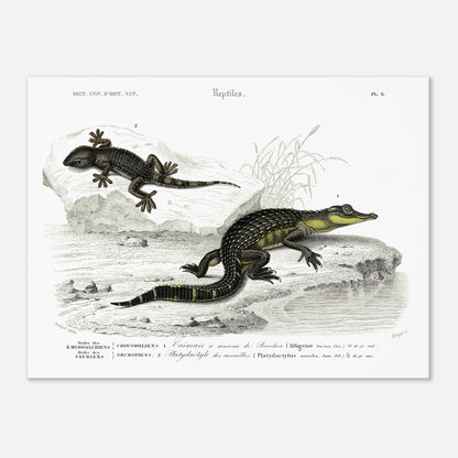 Planche naturaliste de reptiles : Caïman et Platydactyle, d'Orbigny (30x40 cm). Gravure scientifique de reptiles, représentant un caïman à museau de brochet et un platydate des murailles.