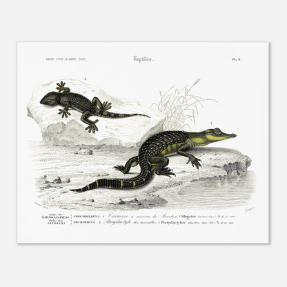 Planche naturaliste de reptiles : Caïman et Platydactyle, d'Orbigny (40x50 cm). Gravure scientifique de reptiles, représentant un caïman à museau de brochet et un platydate des murailles.
