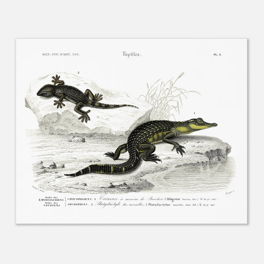Planche naturaliste de reptiles : Caïman et Platydactyle, d'Orbigny (40x50 cm). Gravure scientifique de reptiles, représentant un caïman à museau de brochet et un platydate des murailles.