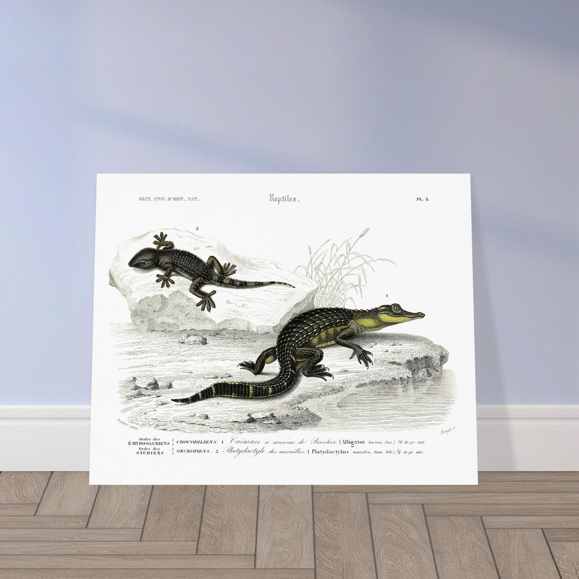 Planche naturaliste de reptiles : Caïman et Platydactyle, d'Orbigny. Gravure scientifique de reptiles, représentant un caïman à museau de brochet et un platydate des murailles. Image d'illustration 5