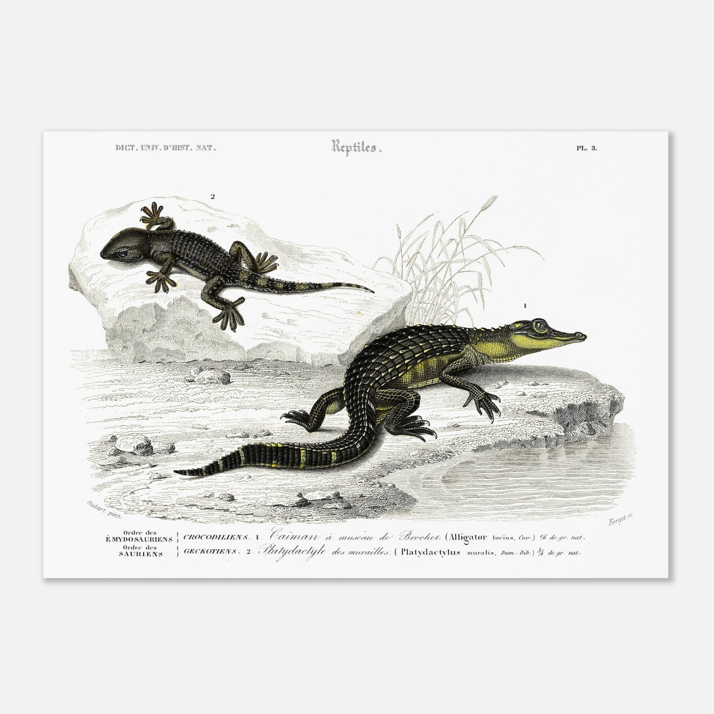 Planche naturaliste de reptiles : Caïman et Platydactyle, d'Orbigny (50x70 cm). Gravure scientifique de reptiles, représentant un caïman à museau de brochet et un platydate des murailles.