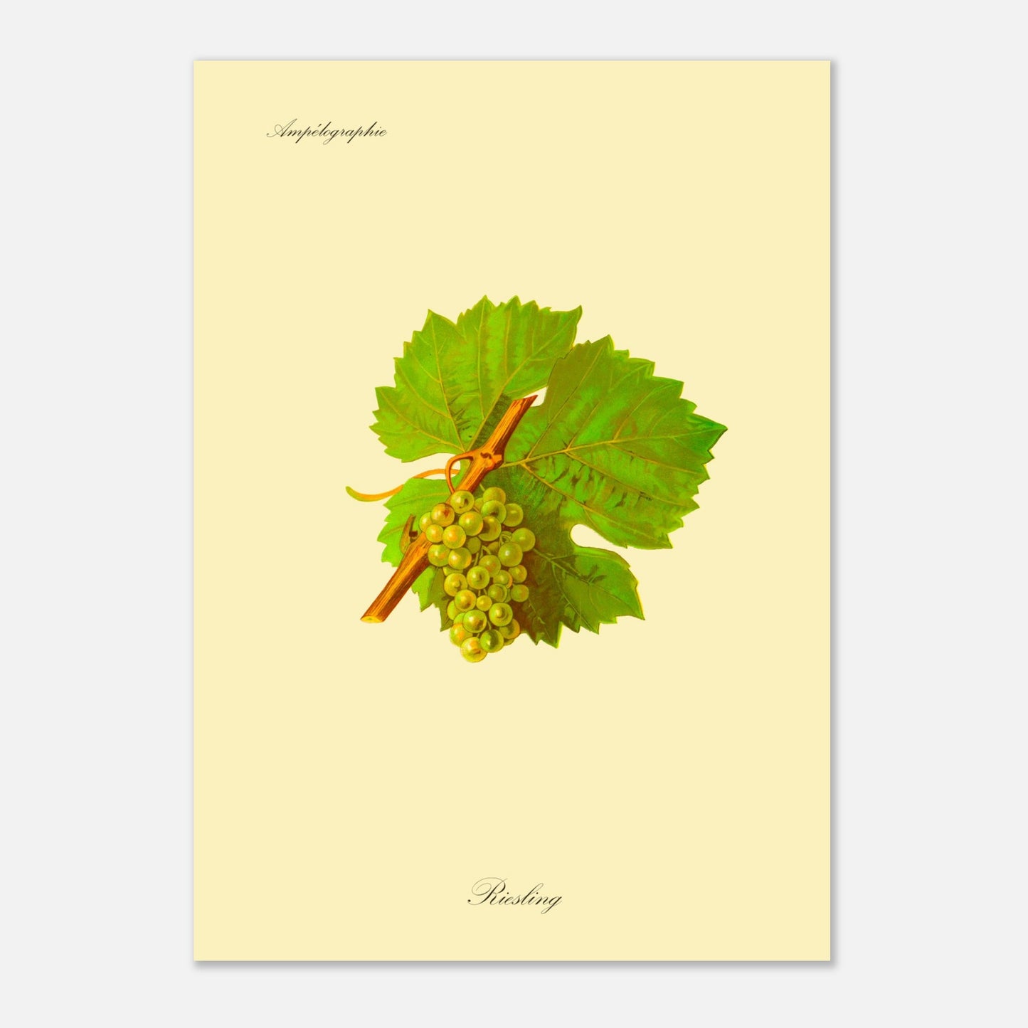 Gravure ancienne du cépage Riesling - Ampélographie (29,7x42 cm (A3)). Illustration botanique d'une grappe de raisin Riesling de couleur jaune verdâtre, accompagnée de deux feuilles vertes et d'une tige orangée, sur un fond jaune pâle.