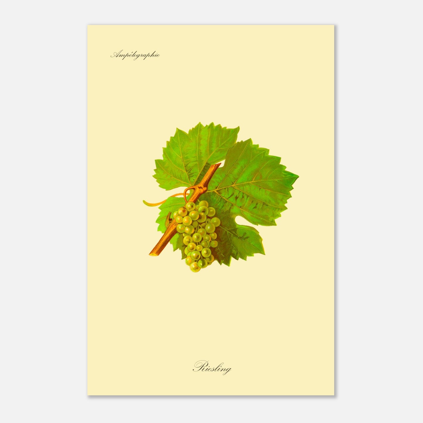 Gravure ancienne du cépage Riesling - Ampélographie (40x60 cm). Illustration botanique d'une grappe de raisin Riesling de couleur jaune verdâtre, accompagnée de deux feuilles vertes et d'une tige orangée, sur un fond jaune pâle.