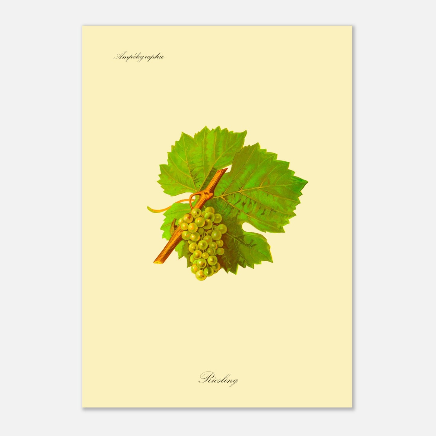 Gravure ancienne du cépage Riesling - Ampélographie (42x59,4 cm (A2)). Illustration botanique d'une grappe de raisin Riesling de couleur jaune verdâtre, accompagnée de deux feuilles vertes et d'une tige orangée, sur un fond jaune pâle.
