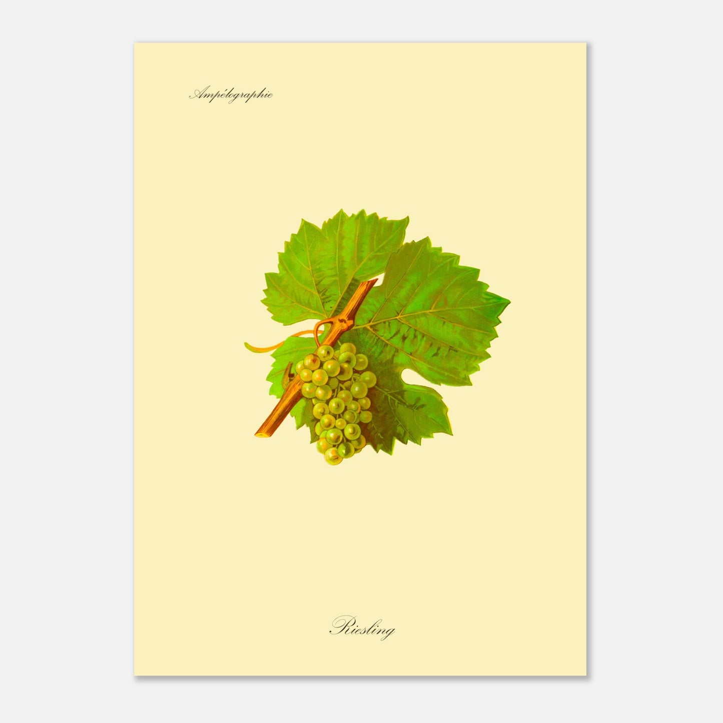 Gravure ancienne du cépage Riesling - Ampélographie (50x70 cm). Illustration botanique d'une grappe de raisin Riesling de couleur jaune verdâtre, accompagnée de deux feuilles vertes et d'une tige orangée, sur un fond jaune pâle.