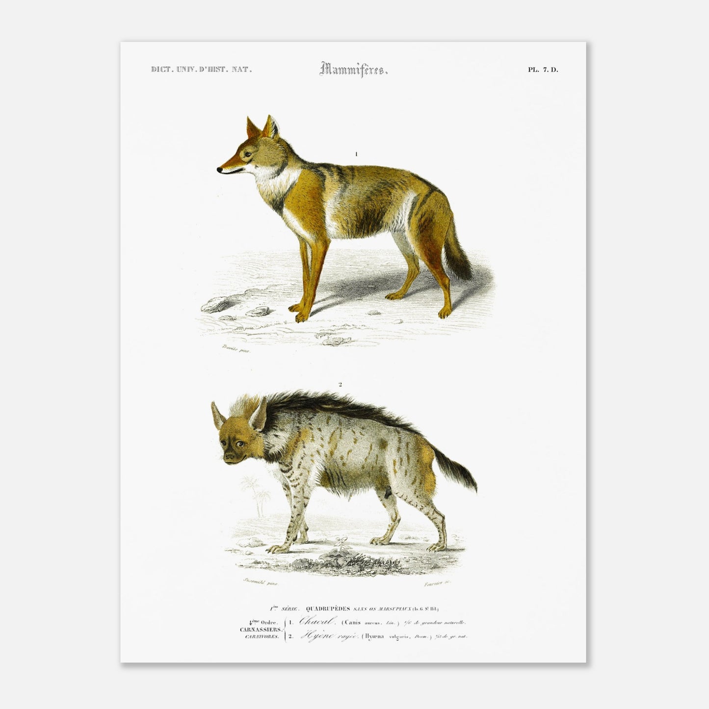 Gravure ancienne de Chacal et Hyène rayée par Charles d'Orbigny (30x40 cm). Planche zoologique du Dictionnaire Universel d'Histoire Naturelle de Charles d'Orbigny présentant un chacal et une hyène rayée, avec des légendes scientifiques.