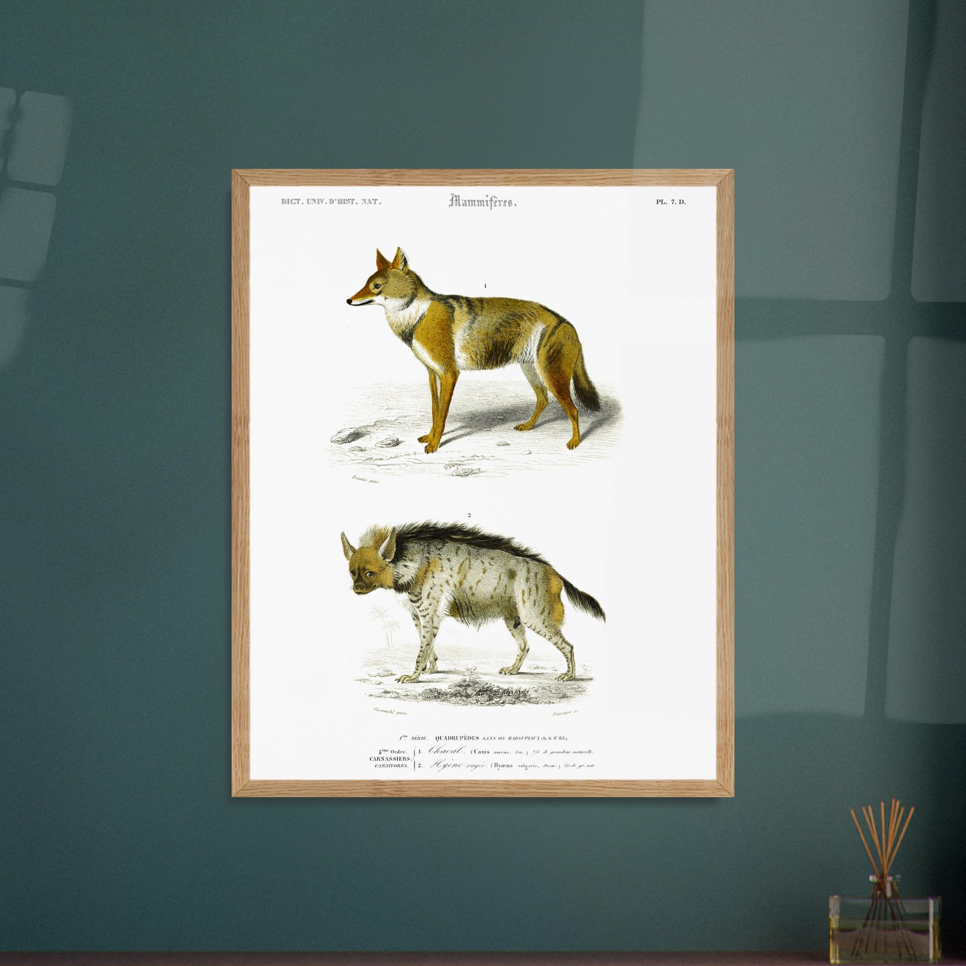 Gravure ancienne de Chacal et Hyène rayée par Charles d'Orbigny. Planche zoologique du Dictionnaire Universel d'Histoire Naturelle de Charles d'Orbigny présentant un chacal et une hyène rayée, avec des légendes scientifiques. Image d'illustration 6