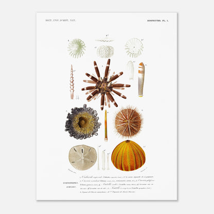 Planche de zoophytes : Cidarite impériale et Oursins fossiles (30x40 cm). Planche zoophytologique du Dictionnaire Universel d'Histoire Naturelle de Charles d'Orbigny présentant diverses espèces d'oursins et de fossiles, dont la Cidarite impériale, avec des numérotations et des descriptions scientifiques.
