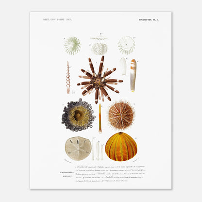Planche de zoophytes : Cidarite impériale et Oursins fossiles (40x50 cm). Planche zoophytologique du Dictionnaire Universel d'Histoire Naturelle de Charles d'Orbigny présentant diverses espèces d'oursins et de fossiles, dont la Cidarite impériale, avec des numérotations et des descriptions scientifiques.