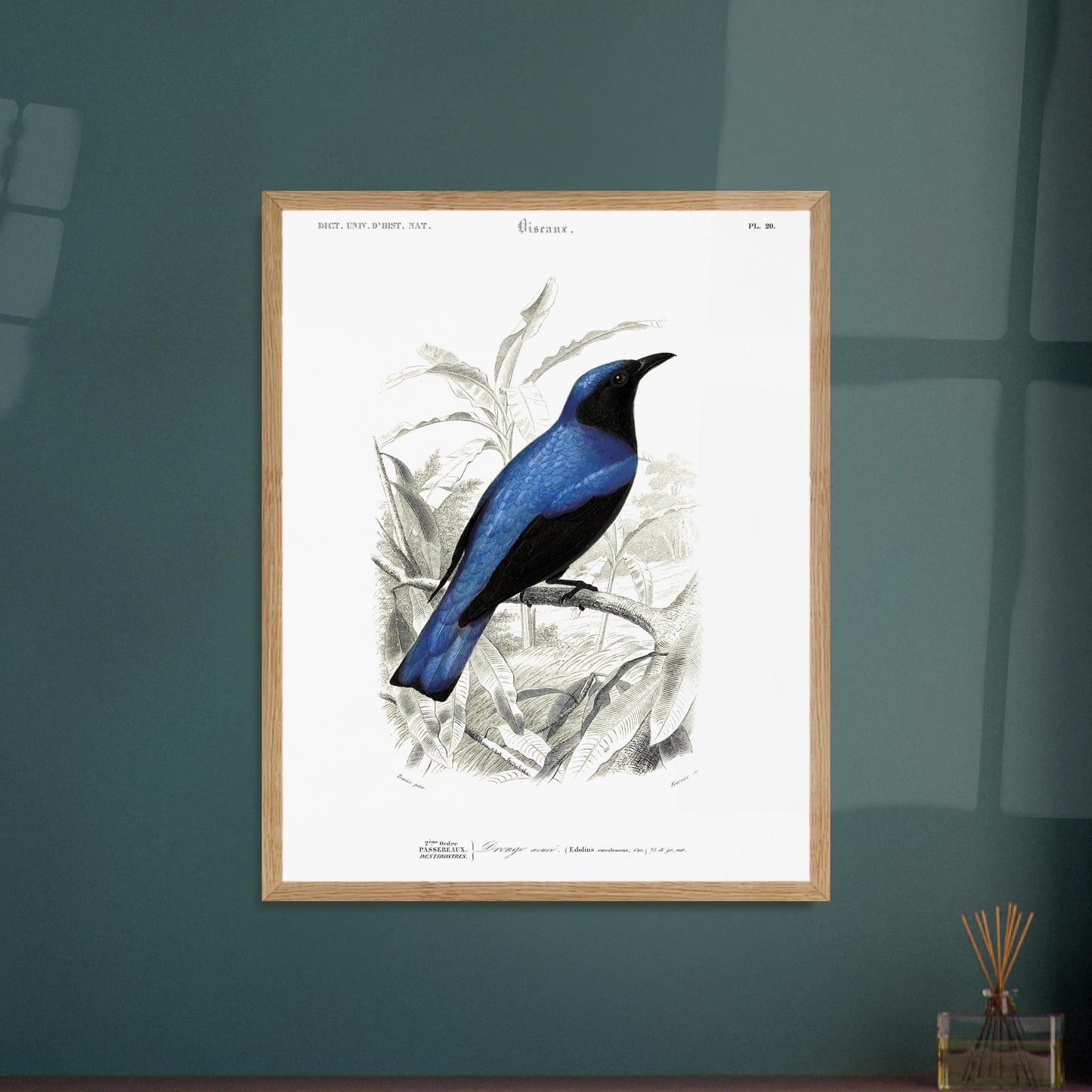 Gravure naturaliste du Dronzo azuré - Charles d'Orbigny. Illustration d'un oiseau bleu et noir posé sur une branche, entouré de feuilles vertes et d'un paysage en arrière-plan. Image d'illustration 5
