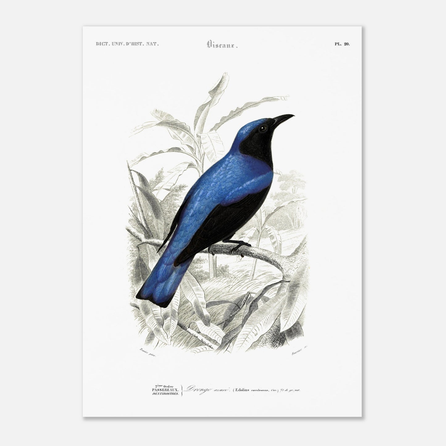 Gravure naturaliste du Dronzo azuré - Charles d'Orbigny (50x70 cm). Illustration d'un oiseau bleu et noir posé sur une branche, entouré de feuilles vertes et d'un paysage en arrière-plan.