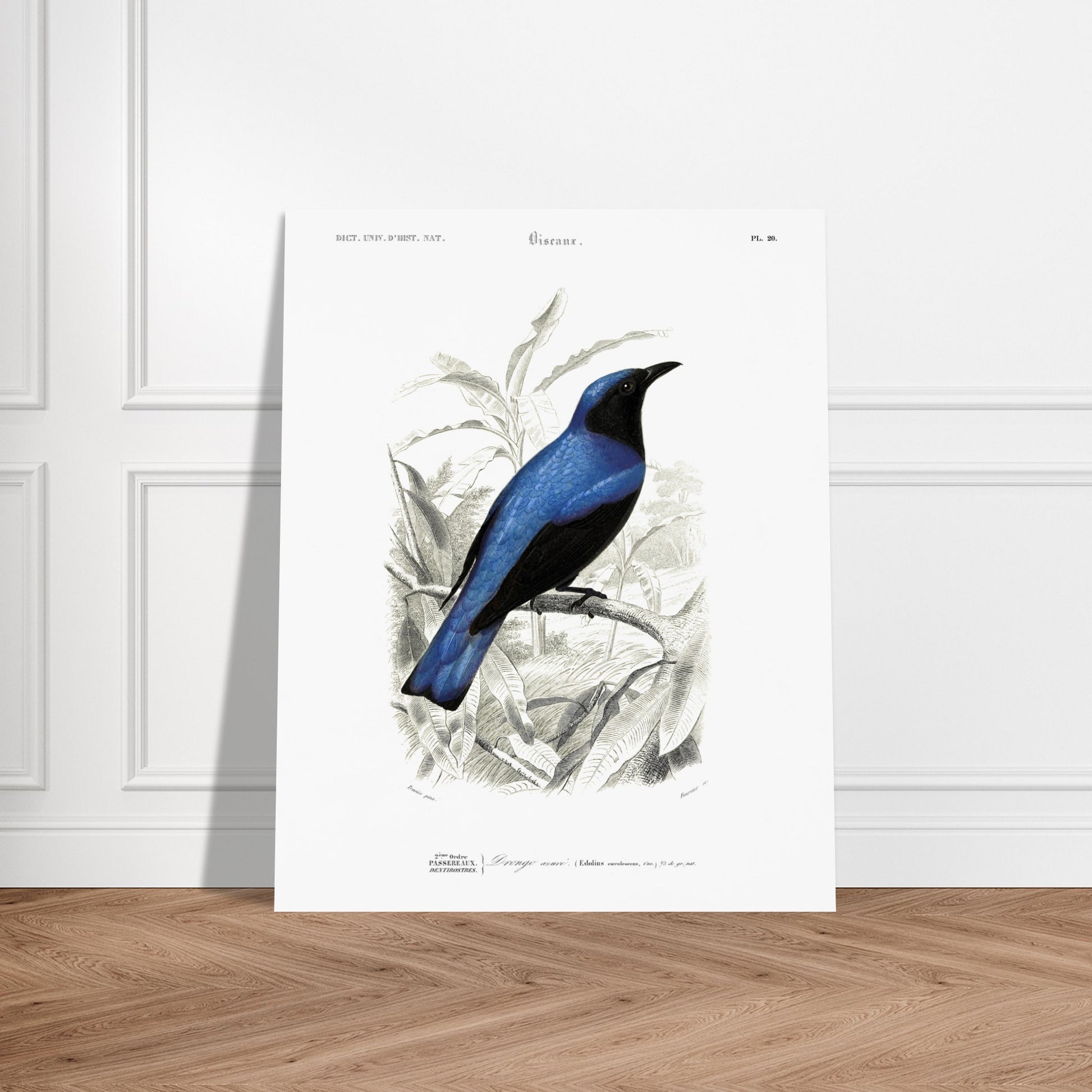 Gravure naturaliste du Dronzo azuré - Charles d'Orbigny. Illustration d'un oiseau bleu et noir posé sur une branche, entouré de feuilles vertes et d'un paysage en arrière-plan. Image d'illustration 6
