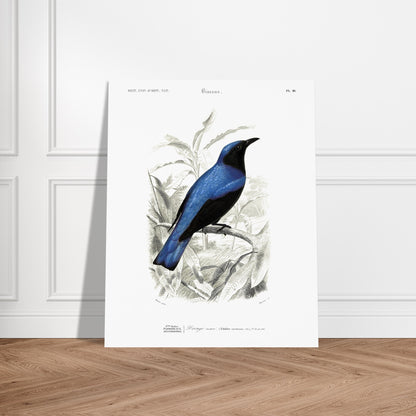 Gravure naturaliste du Dronzo azuré - Charles d'Orbigny. Illustration d'un oiseau bleu et noir posé sur une branche, entouré de feuilles vertes et d'un paysage en arrière-plan. Image d'illustration 6
